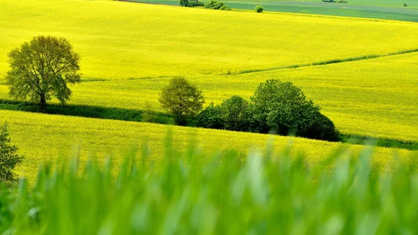 Yellow field — Stock Photo, Image