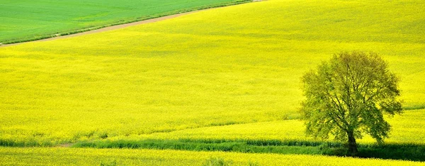 Yellow field — Stock Photo, Image