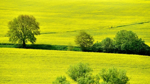 Sarı alan — Stok fotoğraf