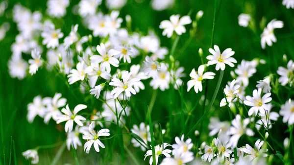 Flor branca selvagem . — Fotografia de Stock