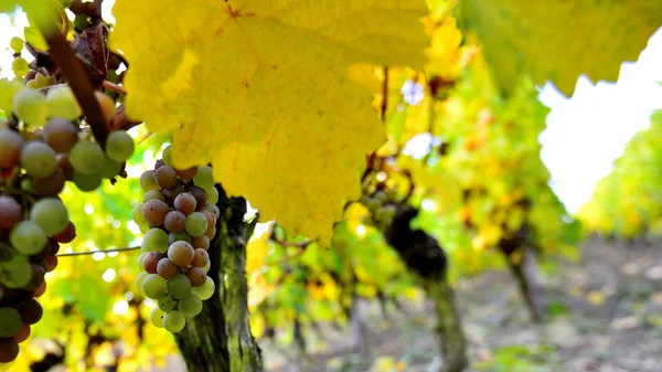Viña Pfalz — Foto de Stock