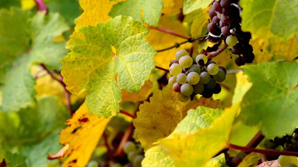 Vignoble de Pfalz — Photo