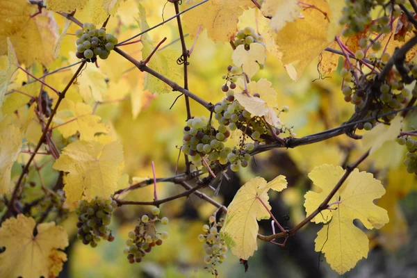 Vignoble de Pfalz — Photo