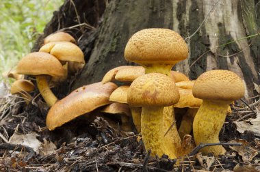 Erik ve krema. Tricholomopsis rutilans. Kızıl saçlı agaric.