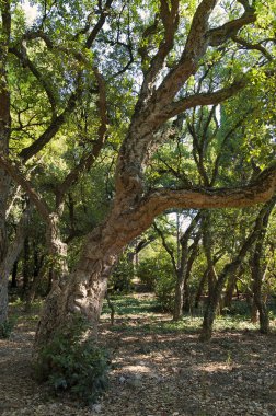 mantar meşesi quercus suber
