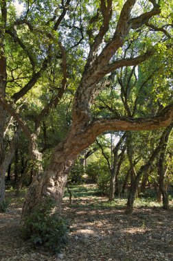 Cork oak, Quercus suber clipart