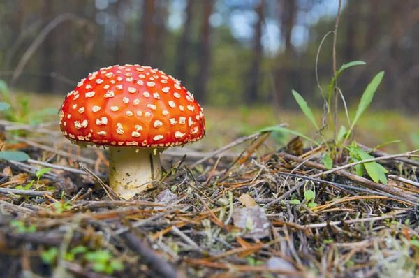 Amanita. Kırmızı mantar . — Stok fotoğraf