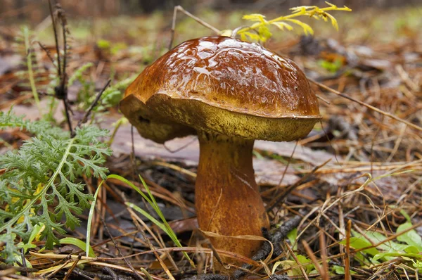 Houby. Boletus badius. — Stock fotografie