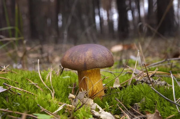 Mashroom. Boletus badius. Stockbild