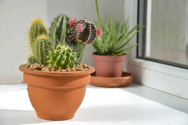 Hausblumen stehen auf der Fensterbank. — Stockfoto