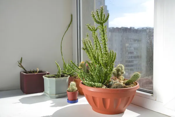 Hausblumen stehen auf der Fensterbank. — Stockfoto