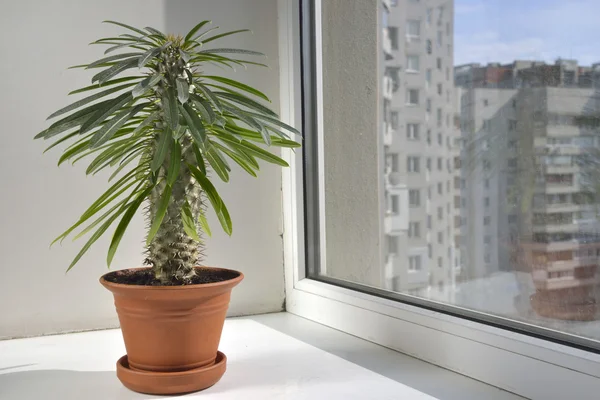 Pahipodium-Zimmerblume — Stockfoto