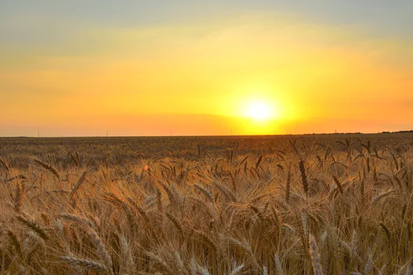 Sonnenuntergang über dem Weizenfeld. — Stockfoto