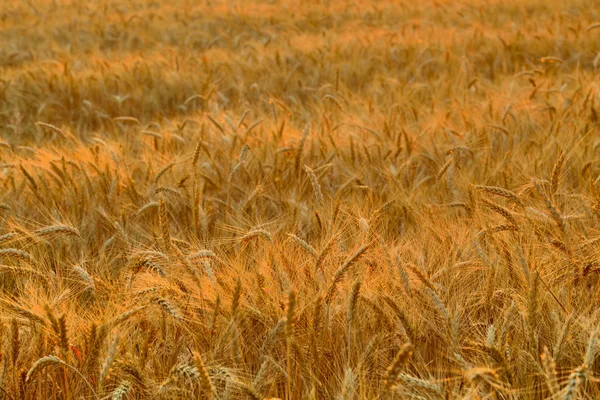 Weizenfeld. — Stockfoto