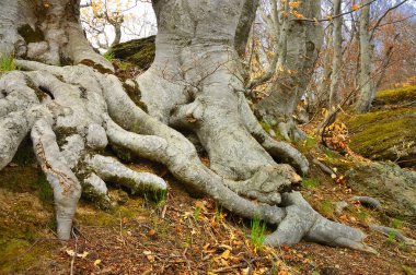 kökleri antik kayın.
