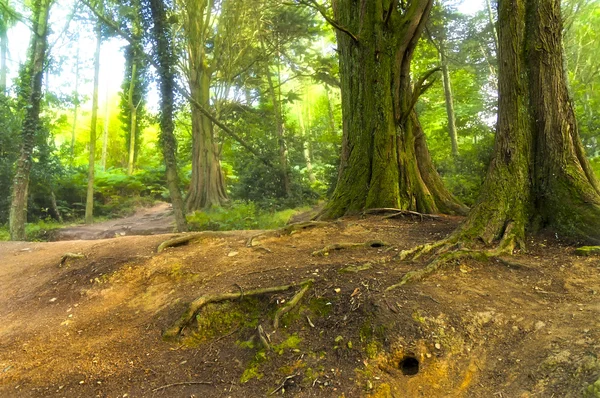 Rabbit Hole in the fairy forest — Stock Photo, Image