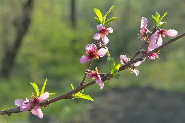 Peach blossom. — Stock Photo, Image