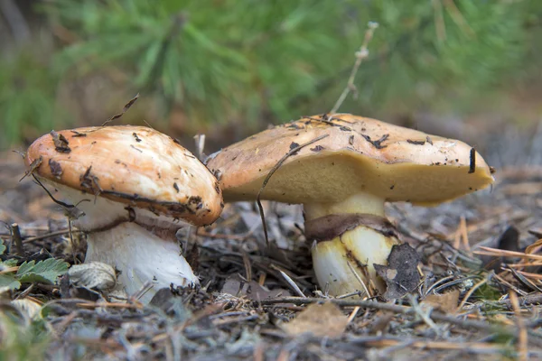 牛肝菌蘑菇。褐环乳牛肝菌. — 图库照片