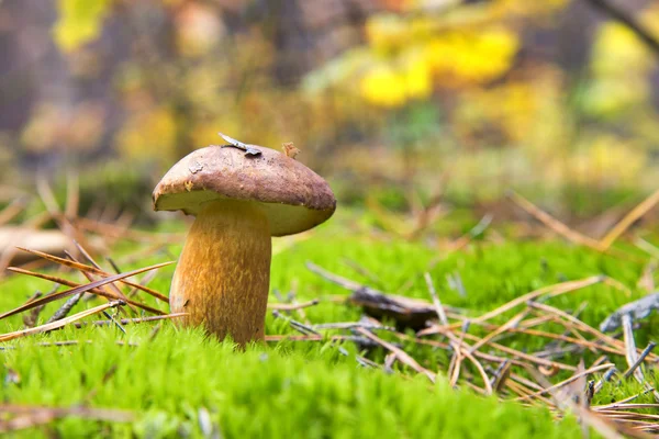 野兔，棕色蘑菇. — 图库照片