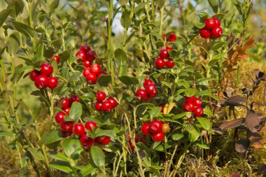 Bush yaban cowberries.