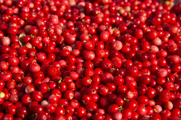 Rich harvest of wild cowberries.