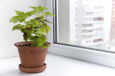 bir tencerede pencere pervazı saksı çiçekleri. Coleus