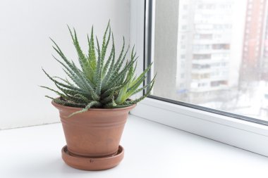 bir tencerede pencere pervazı saksı çiçekleri. Aloe aristata.