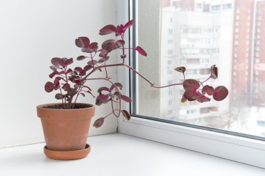 bir tencerede pencere pervazı saksı çiçekleri. Iresine herbstii.