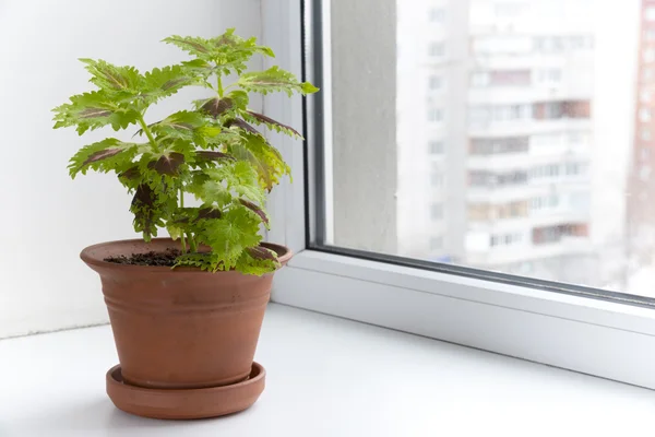 Flores em vaso no peitoril da janela em um pote. Coleus — Fotografia de Stock