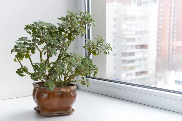 Krukväxter blommor på fönsterbrädan i en gryta. aichryson. — Stockfoto