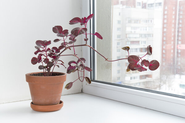 Potted flowers on the windowsill in a pot. Iresine herbstii.