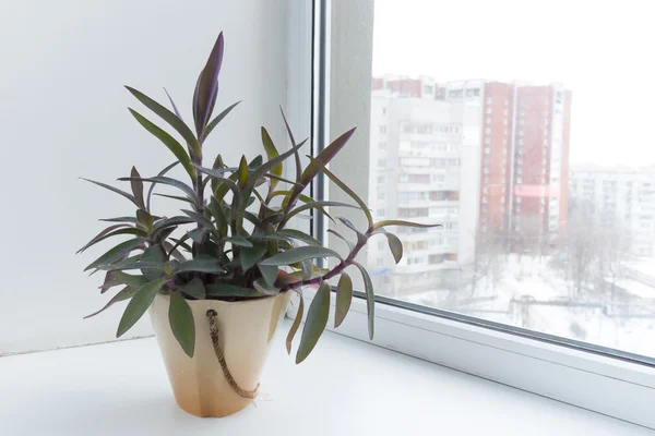 在一个锅里窗台上的盆栽的花卉。紫竹梅. — 图库照片