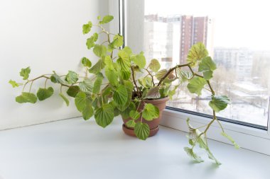 Cserepes virágok az ablakpárkányon, egy pot. begónia