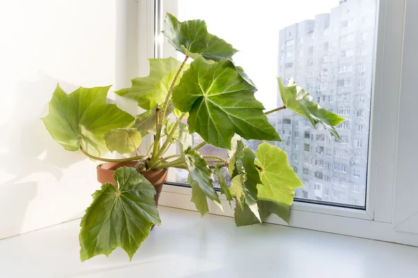 Flores en maceta en el alféizar de la ventana en una olla. Begonia heracleifolia —  Fotos de Stock