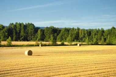 Norveç'te biçilmis alan