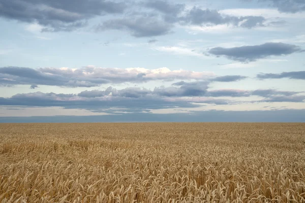 Weizenfeld ohne Ende — Stockfoto