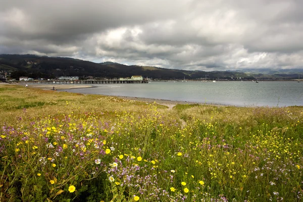Half Moon Bay with Spring Wildflowers — Stock Photo, Image