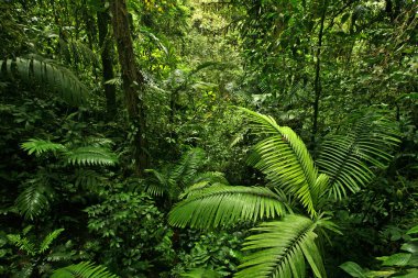 Dense Rain Forest Jungle