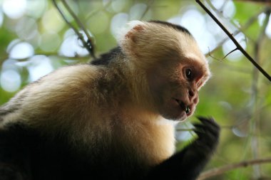 capuchin maymunu