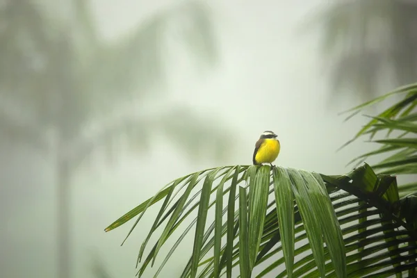 Aves tropicales de Costa Rica — Foto de Stock