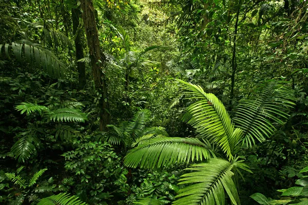 Floresta tropical densa selva — Fotografia de Stock