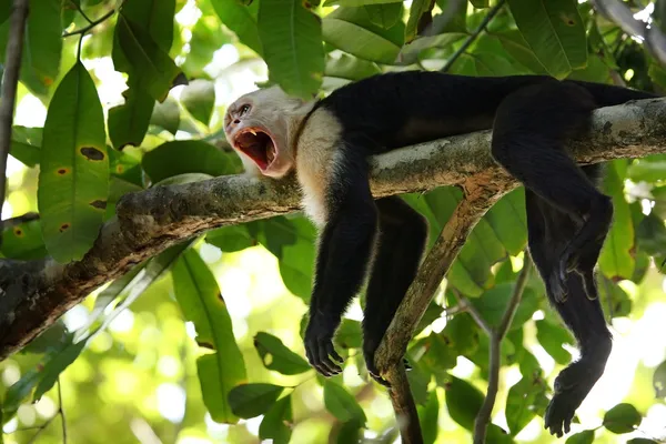 Capuchin Monkey — Stock Photo, Image