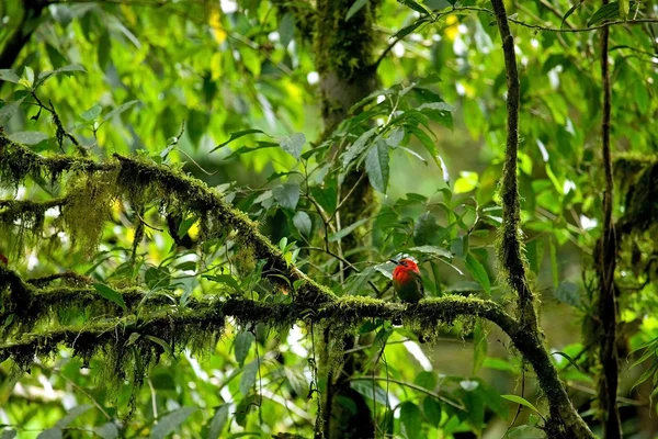 Pássaro tropical vermelho — Fotografia de Stock