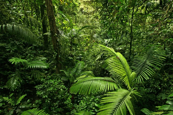Густі ліси дощ джунглі Стокове Зображення