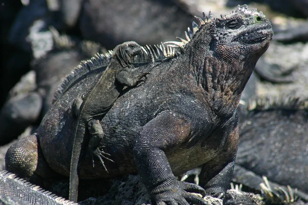 Galapagos Marine Iguana and Baby — стоковое фото