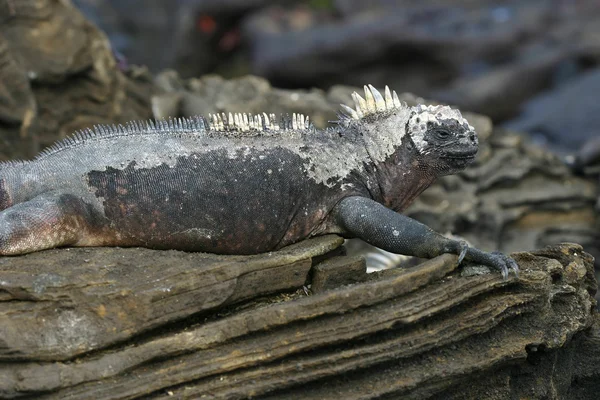 Havsleguan, galapagos — Stockfoto