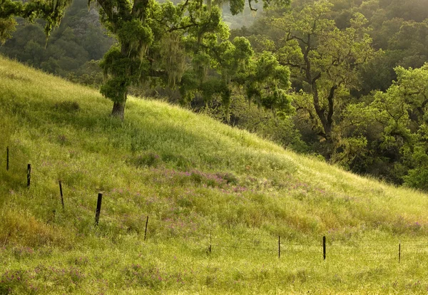 Пышное поле и полевые цветы в росовое утро — стоковое фото