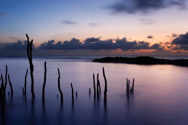 Mangrovové kořeny při východu slunce — Stock fotografie