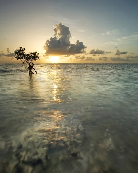 Árbol de manglar al amanecer — Foto de Stock