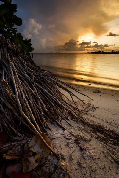 Tropischer Sonnenuntergang in Florida — Stockfoto